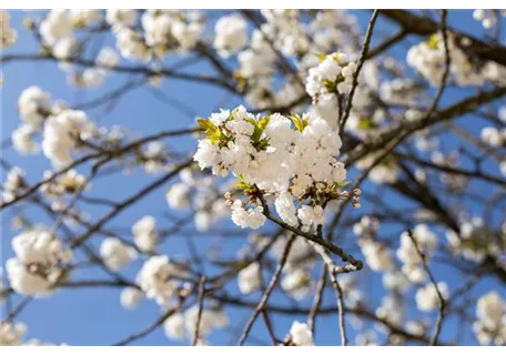 Prunus serrulata 'Shirotae' CAC - Fudschijama-Kirsche 'Shirotae'