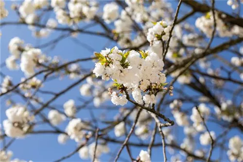 Fudschijama-Kirsche 'Shirotae' - Prunus serrulata 'Shirotae' CAC