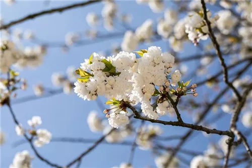 Vogelkirsche - Prunus avium 'Plena'