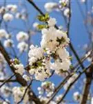 Vogelkirsche - Prunus avium 'Plena'