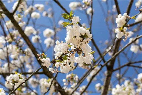 Vogelkirsche - Prunus avium 'Plena'