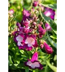 Garten-Bartfaden - Penstemon x mexicale 'Sunburst Ruby'