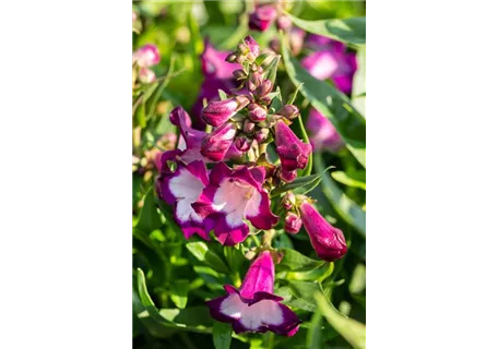 Penstemon x mexicale 'Sunburst Ruby' - Garten-Bartfaden