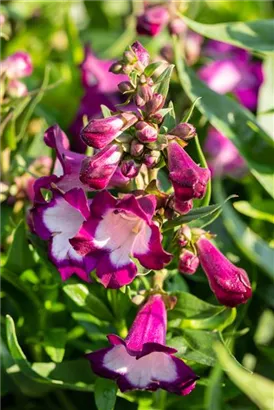 Garten-Bartfaden - Penstemon x mexicale 'Sunburst Ruby'