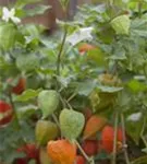 Blasenkirsche - Physalis alkekengi var.franchetii