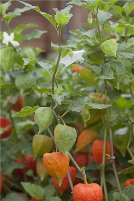 Blasenkirsche - Physalis alkekengi var.franchetii