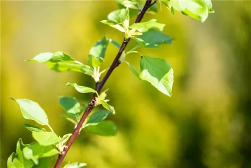 Vogelkirsche - Prunus avium CAC