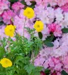 Kambrischer Scheinmohn - Meconopsis cambrica