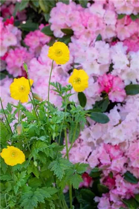 Kambrischer Scheinmohn - Meconopsis cambrica