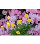 Kambrischer Scheinmohn - Meconopsis cambrica