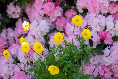 Kambrischer Scheinmohn - Meconopsis cambrica