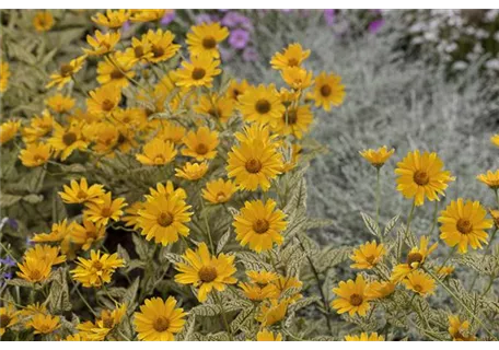 Heliopsis scabra 'Mars' - Garten-Sonnenauge