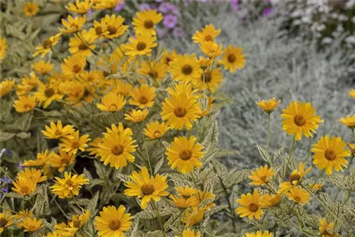 Garten-Sonnenauge - Heliopsis scabra 'Mars'