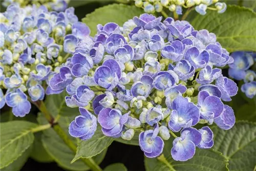 Bauernhortensie 'Ayesha' - Hydrangea macrophylla 'Ayesha'