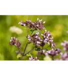 Garten-Blüten-Dost - Origanum laevigatum 'Herrenhausen'