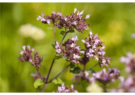 Origanum laevigatum 'Herrenhausen' - Garten-Blüten-Dost