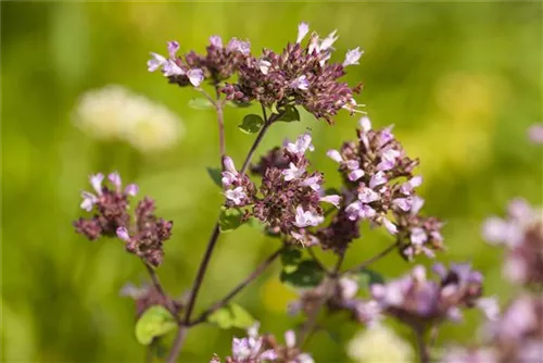 Garten-Blüten-Dost - Origanum laevigatum 'Herrenhausen'