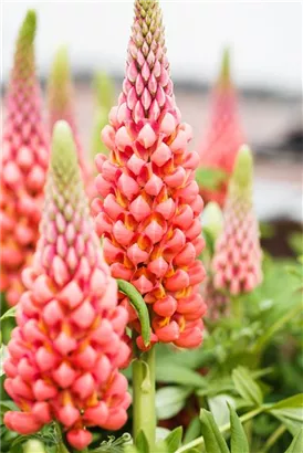 Garten-Lupine - Lupinus polyphyllus 'Edelknabe'