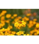 Garten-Sonnenauge - Heliopsis scabra 'Sommersonne', gen.