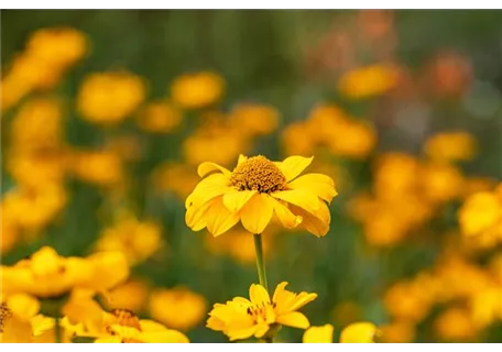 Heliopsis scabra 'Sommersonne', gen. - Garten-Sonnenauge