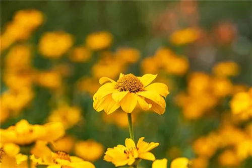 Garten-Sonnenauge - Heliopsis scabra 'Sommersonne', gen.