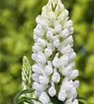 Garten-Lupine - Lupinus polyphyllus 'Fräulein'