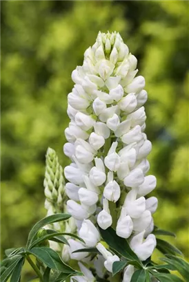 Garten-Lupine - Lupinus polyphyllus 'Fräulein'