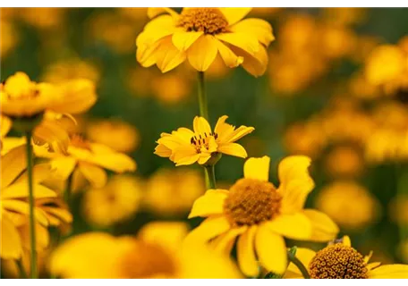 Heliopsis scabra 'Spitzentänzerin' - Garten-Sonnenauge