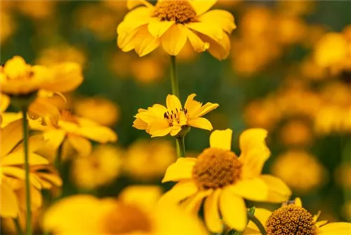 Garten-Sonnenauge - Heliopsis scabra 'Spitzentänzerin'