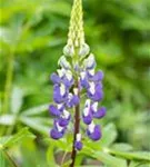 Garten-Lupine - Lupinus polyphyllus 'Kastellan'