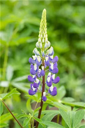 Garten-Lupine - Lupinus polyphyllus 'Kastellan'