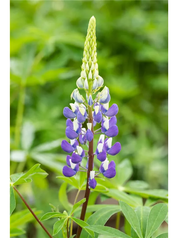 Garten-Lupine - Lupinus polyphyllus 'Kastellan'