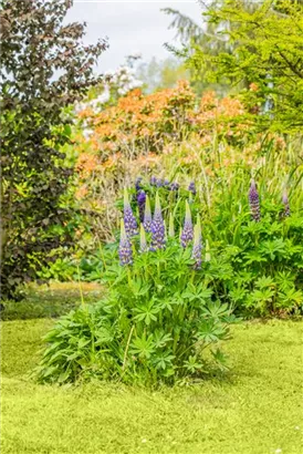 Garten-Lupine - Lupinus polyphyllus 'Kastellan'