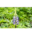 Garten-Lupine - Lupinus polyphyllus 'Kastellan'