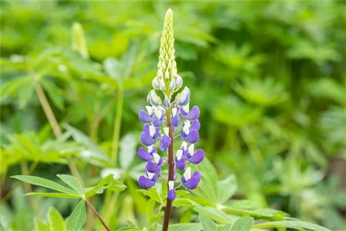 Garten-Lupine - Lupinus polyphyllus 'Kastellan'