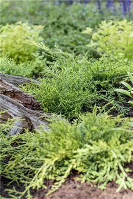 Gelber Strauchwacholder 'Old Gold' - Juniperus media 'Old Gold'