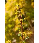 Przewalskis Kerzen-Goldkolben - Ligularia przewalskii