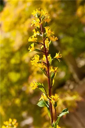 Przewalskis Kerzen-Goldkolben - Ligularia przewalskii