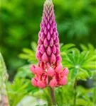 Garten-Lupine - Lupinus polyphyllus 'Kronleuchter'