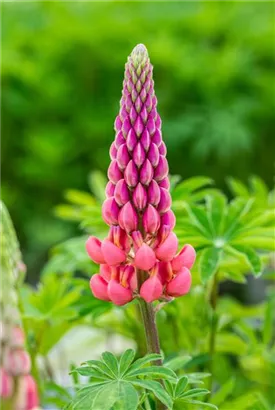 Garten-Lupine - Lupinus polyphyllus 'Kronleuchter'