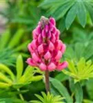 Garten-Lupine - Lupinus polyphyllus 'Kronleuchter'