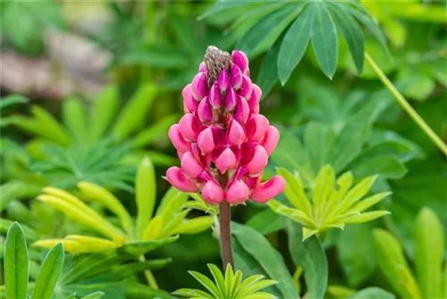 Garten-Lupine - Lupinus polyphyllus 'Kronleuchter'