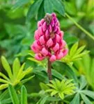 Garten-Lupine - Lupinus polyphyllus 'Kronleuchter'