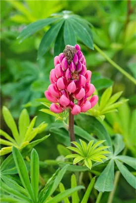 Garten-Lupine - Lupinus polyphyllus 'Kronleuchter'