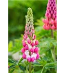 Garten-Lupine - Lupinus polyphyllus 'Kronleuchter'