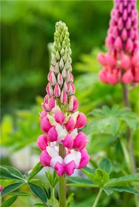 Garten-Lupine - Lupinus polyphyllus 'Kronleuchter'