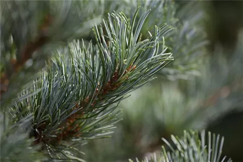 Blaue Mädchenkiefer 'Negishi' - Pinus parviflora 'Negishi' - Formgehölze