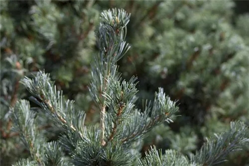 Blaue Mädchenkiefer 'Negishi' - Pinus parviflora 'Negishi' - Formgehölze