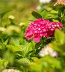 Bauernhortensie 'Freudenstein' - Hydrangea macrophylla 'Freudenstein'