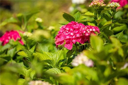 Bauernhortensie 'Freudenstein' - Hydrangea macrophylla 'Freudenstein'